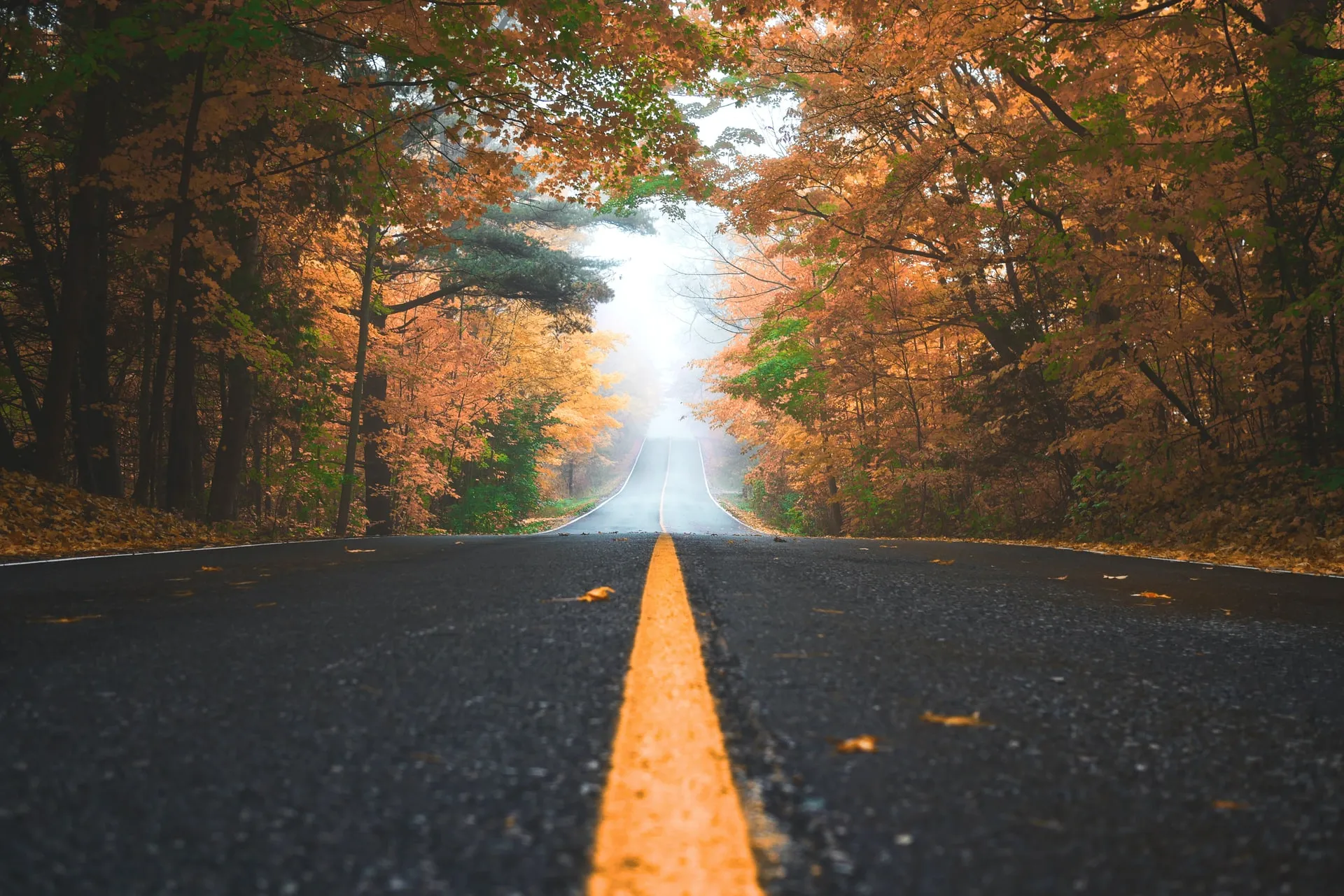 empty road with trees on both sides